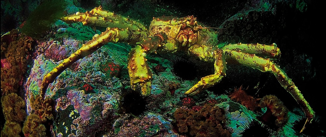 Red king crab