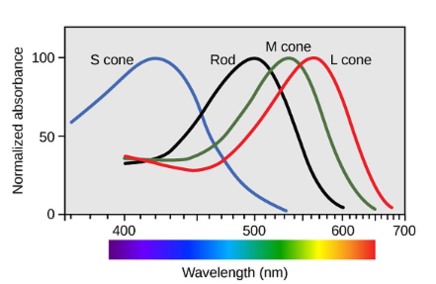 cone cell frequencies