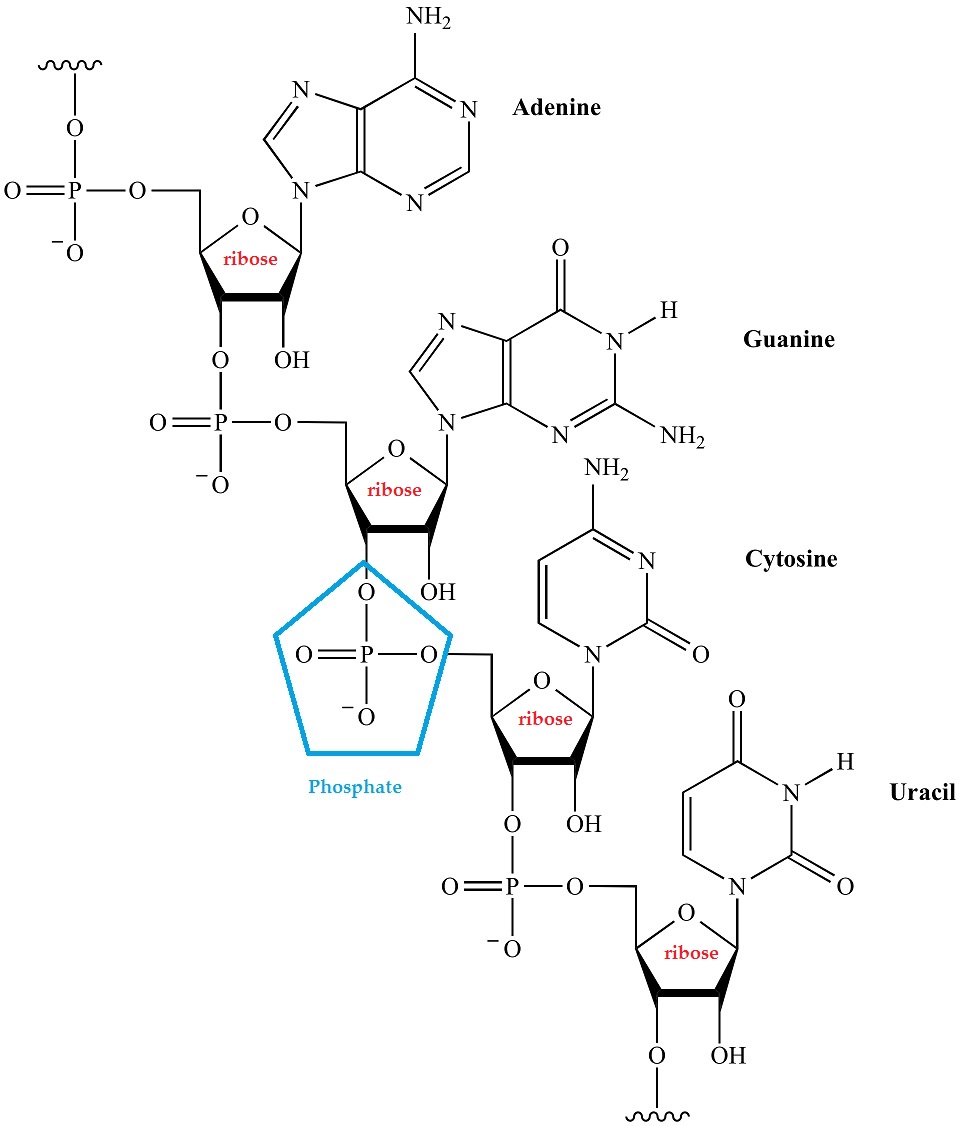 RNa bases