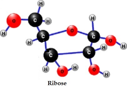 ribose image
