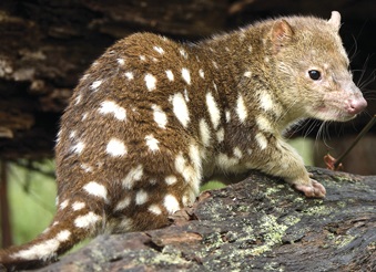 Spotted tail quoll